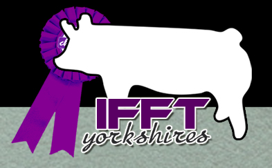 Ifft Yorkshires